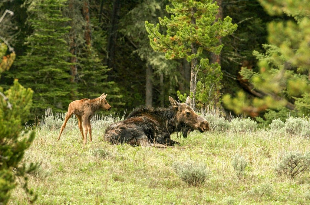 Moose Calves
