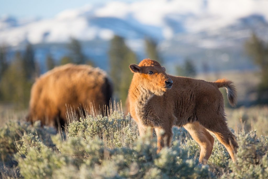 Baby bison