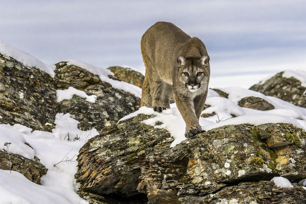 Mountain Lion photo by Dale Evans