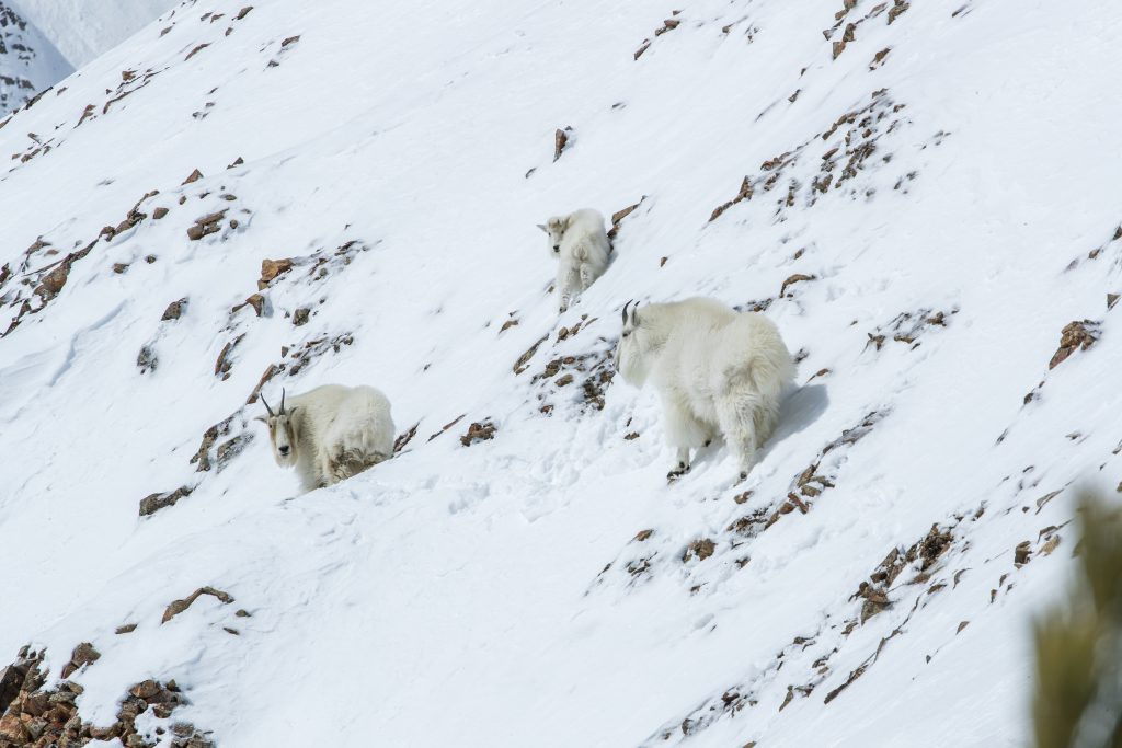 Mountain goats on a snowy slope