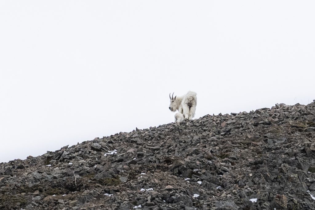 Mountain goat and kid on a rocky ridge