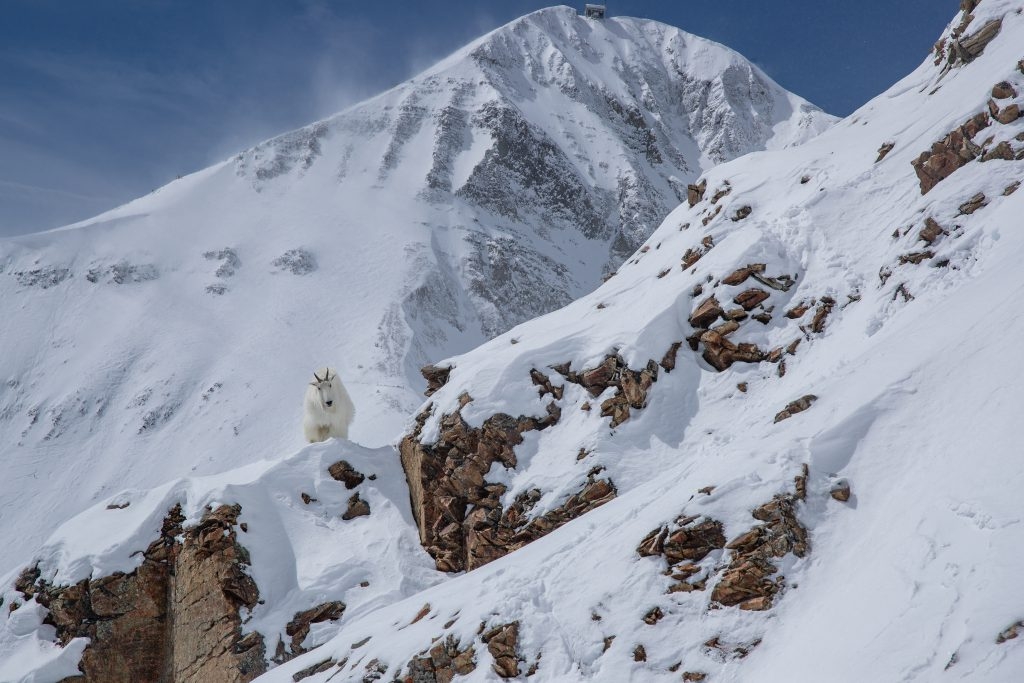 Mountain Goats with Lone Peak in the background