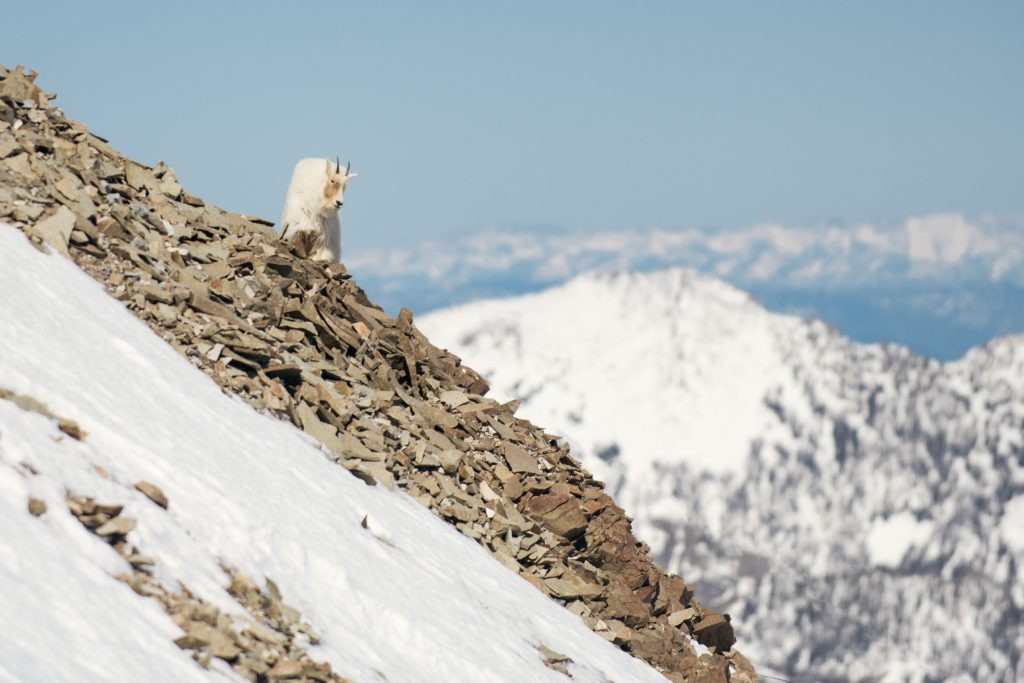 Mountain Goat on a ridge with mountains in the background