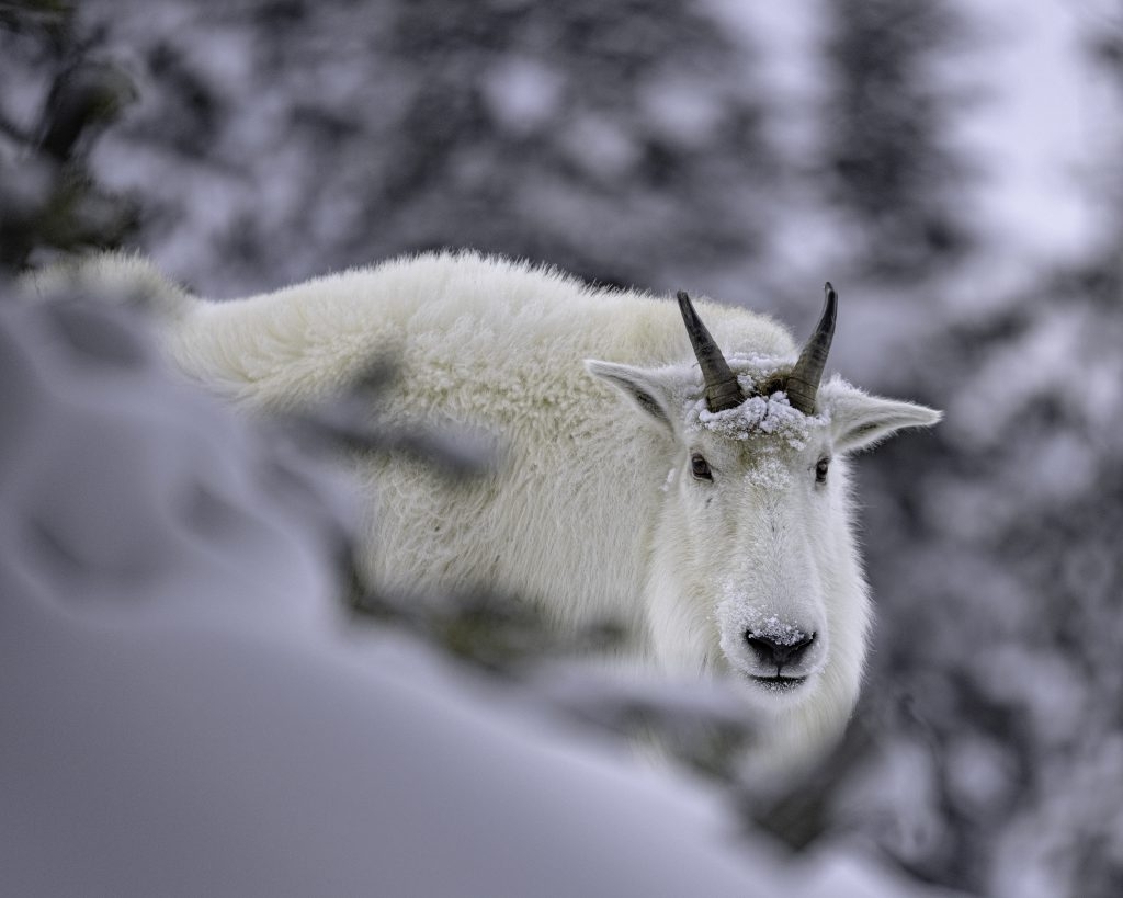 Close up of a Mountain Goat in winter