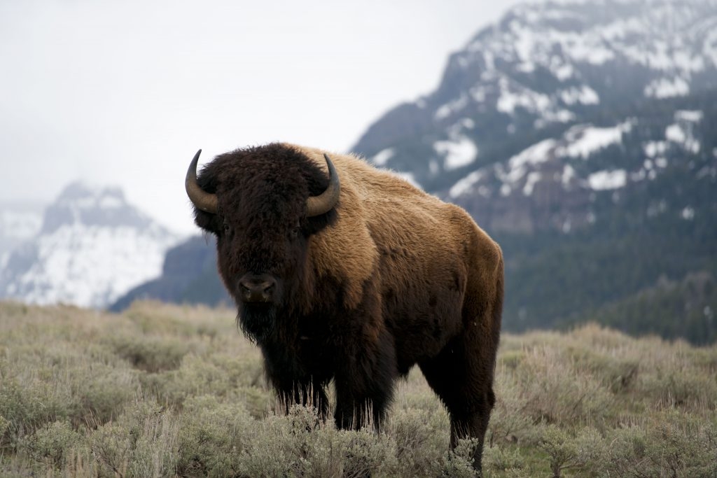 Bison photo by Charles Post