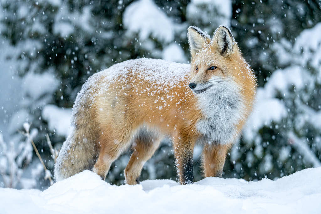 Red fox in the snow photo by Patty Bauchman